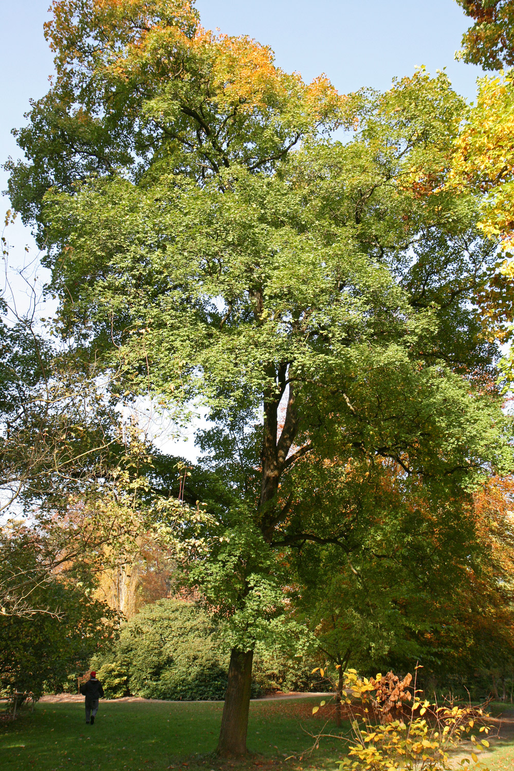 Acer monspessulanum