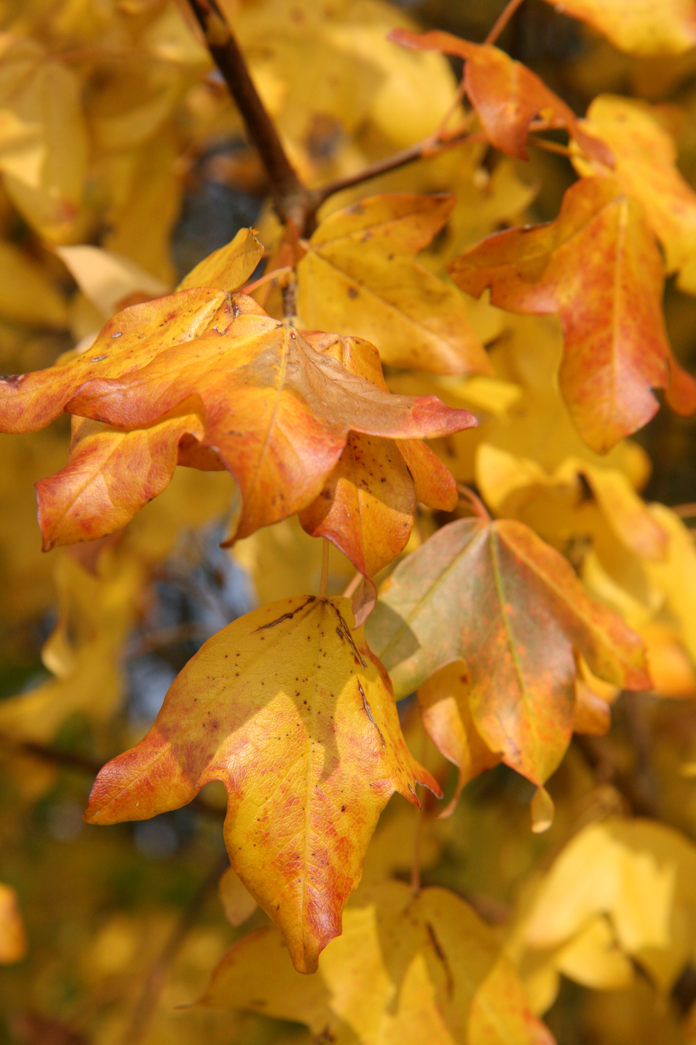 Acer monspessulanum - Marburg - Okt. 2017