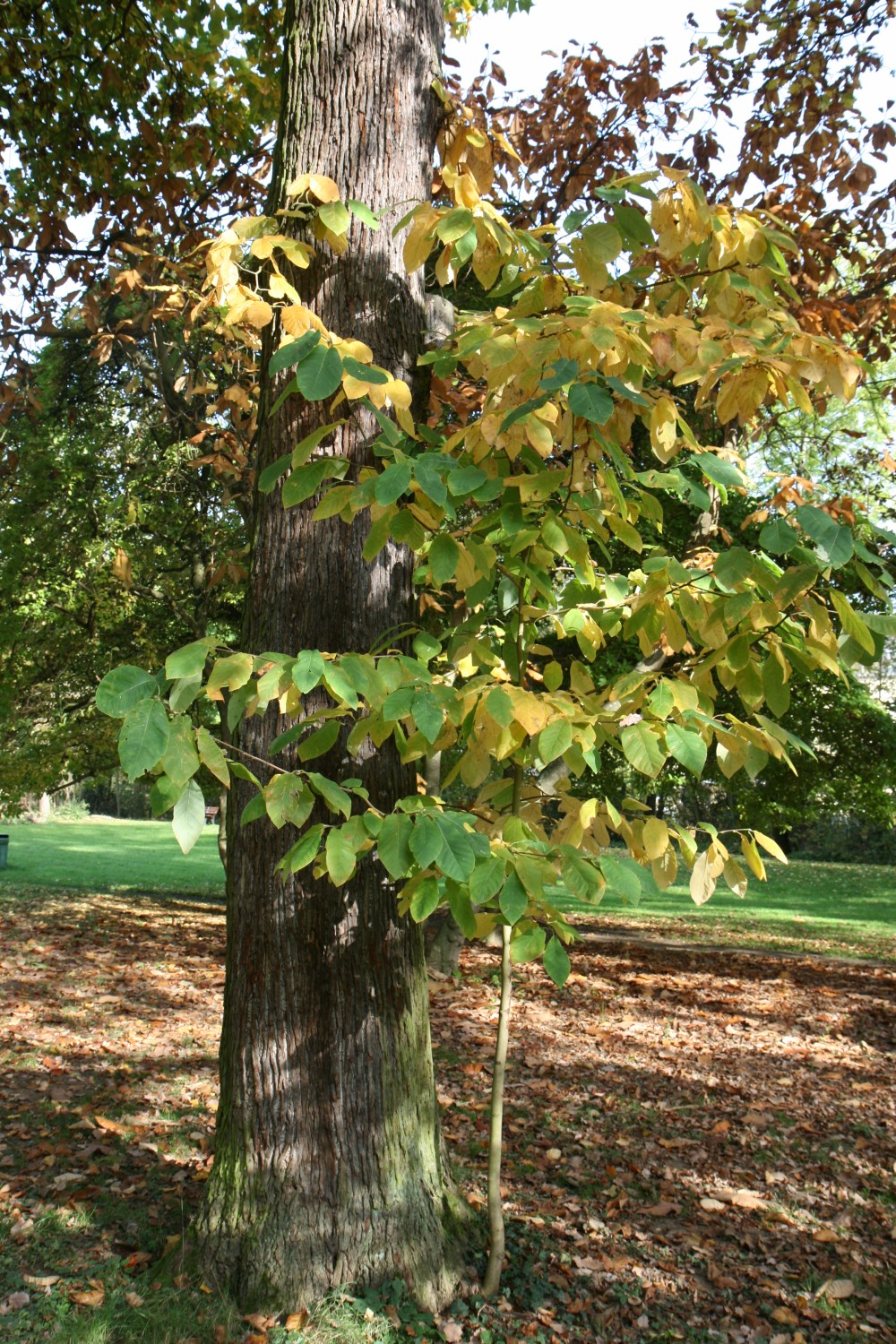 acuminata Magnolia