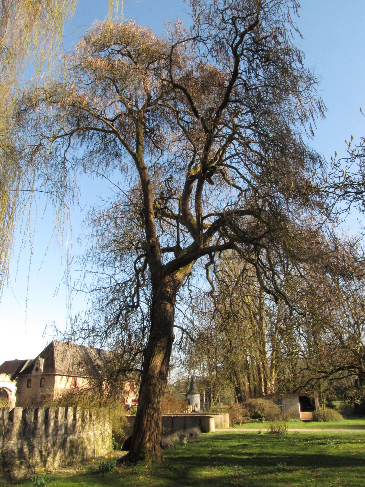 Catalpa bignonioides - Namedy - März 2022