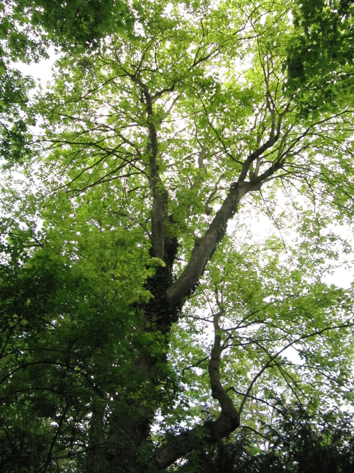 'Leopoldii' Acer pseudoplatanus