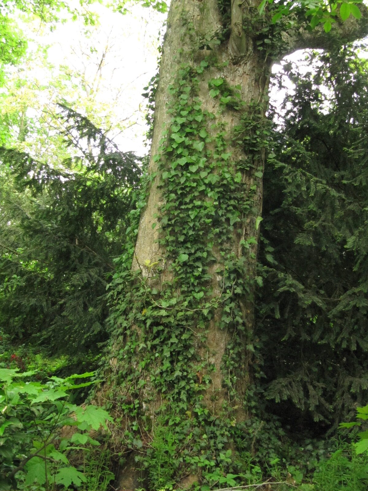 Acer pseudoplatanus 'Leopoldii' - Kerpen-Türnich - Mai 2023