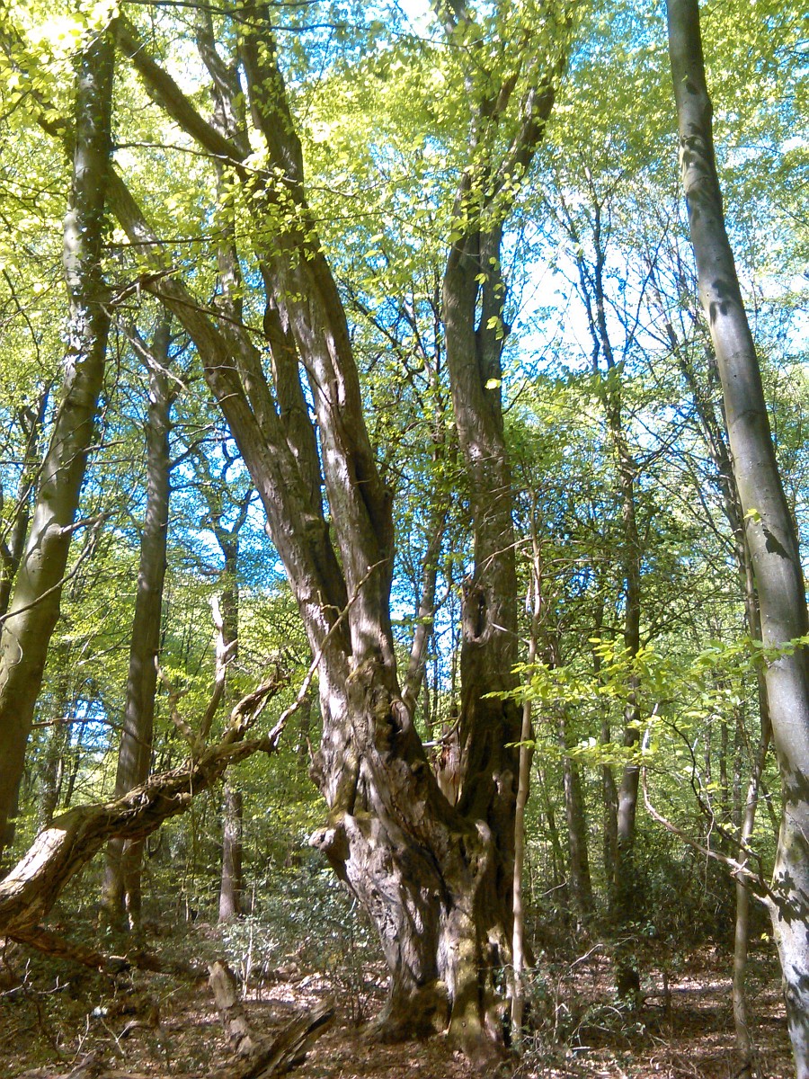 Carpinus betulus - Zetel, Neuenburger Urwald - Mai 2016