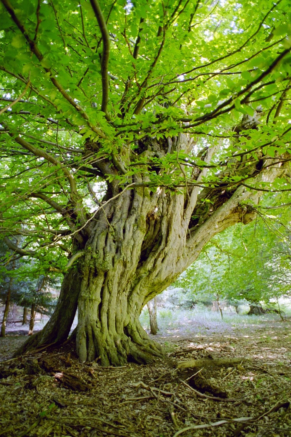 Carpinus betulus - Emden, stärkste Hainbuche - Juni 2003