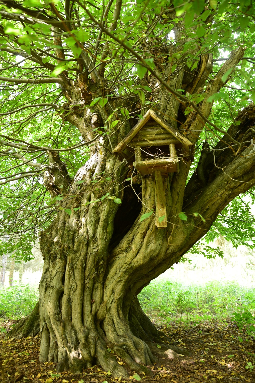 Carpinus betulus - Emden, stärkste Hainbuche - Juni 2003