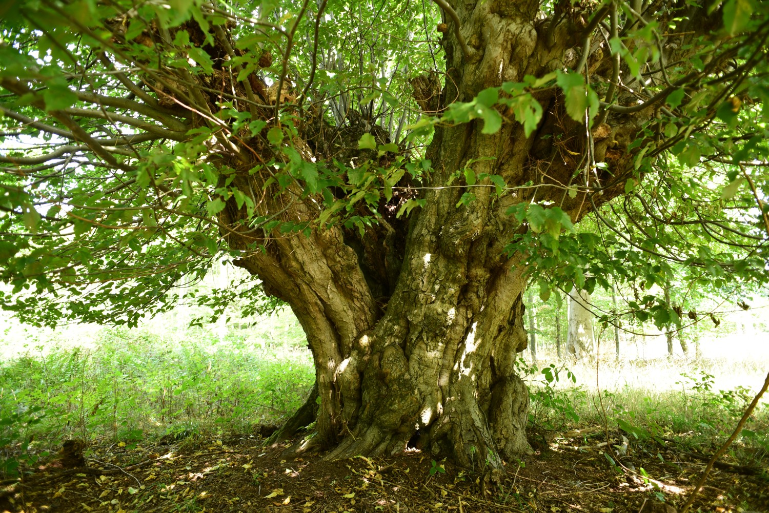 Carpinus betulus - Emden, zweitstärkste Hainbuche - August 2015