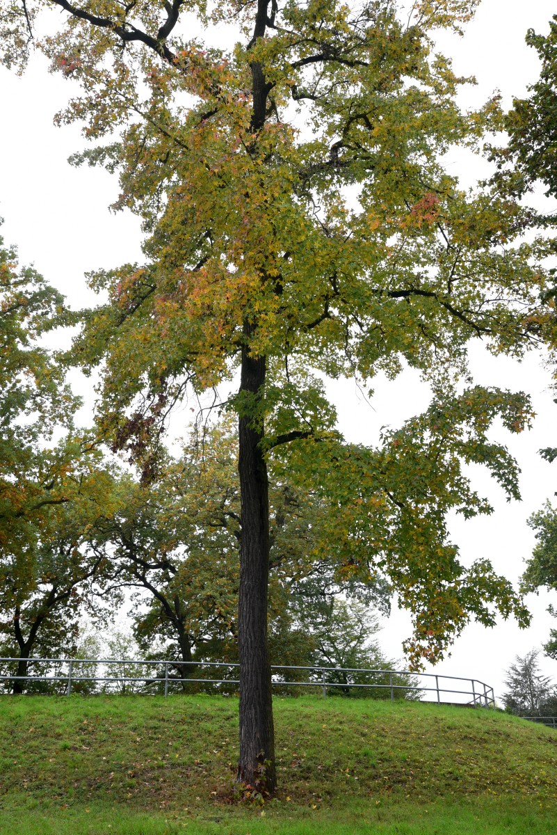 Liquidambar styraciflua