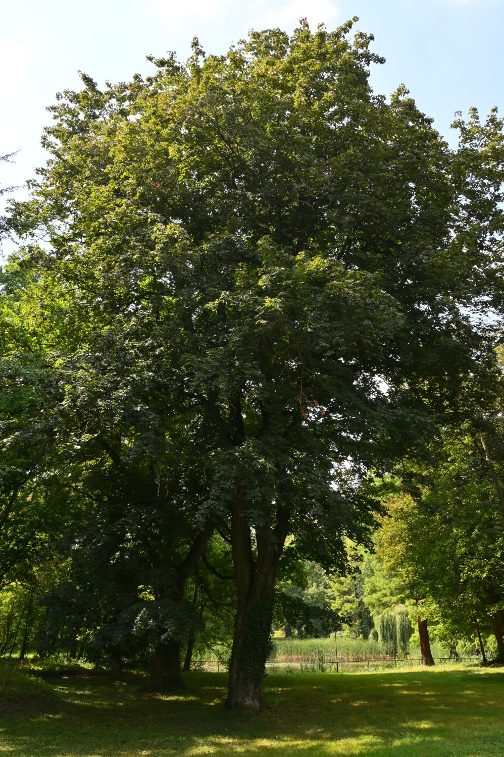 'Schwedleri' Acer platanoides