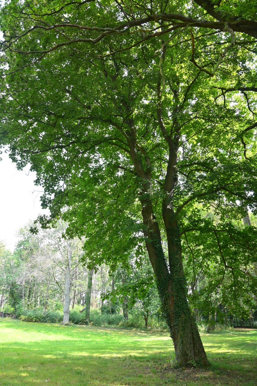 Acer platanoides 'Schwedleri' - Cösitz - 2020