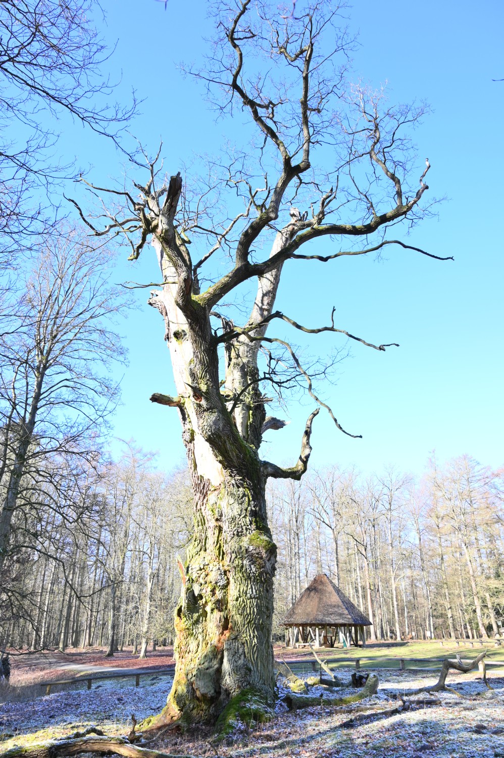 Quercus robur