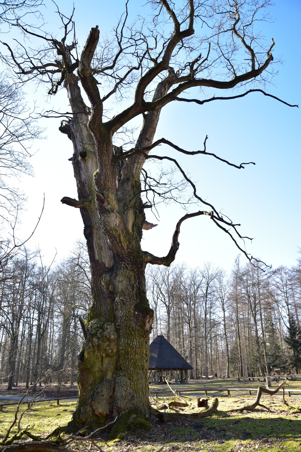 Quercus robur - Knusteiche im Ivenacker Tiergarten - 2018