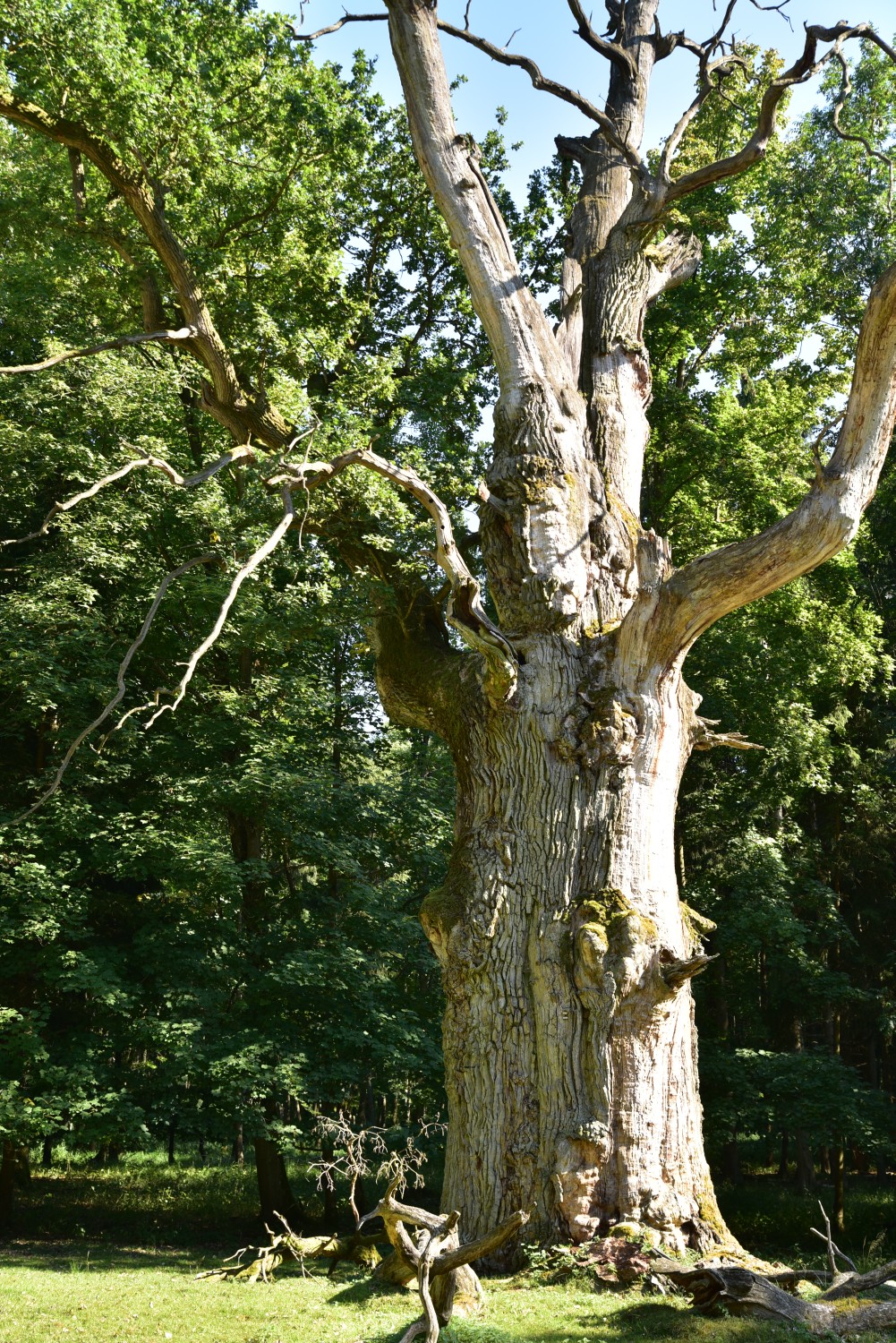 Quercus robur - Knusteiche im Ivenacker Tiergarten - 2007