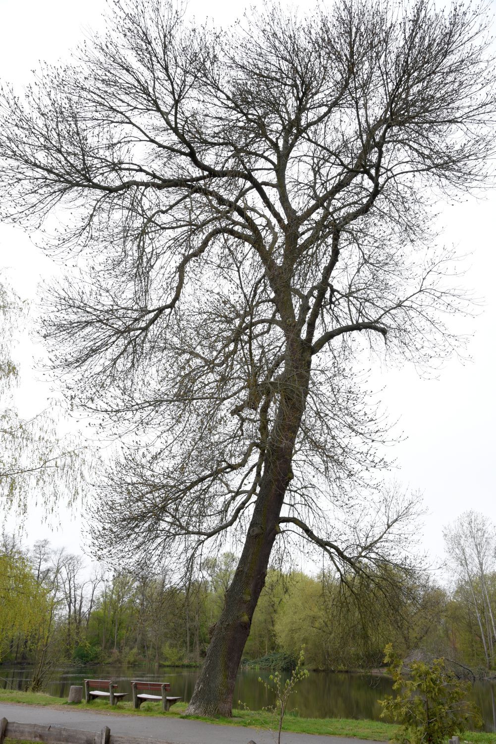 Fraxinus pennsylvanica - Cottbus, Spreewehrmühle - 2019