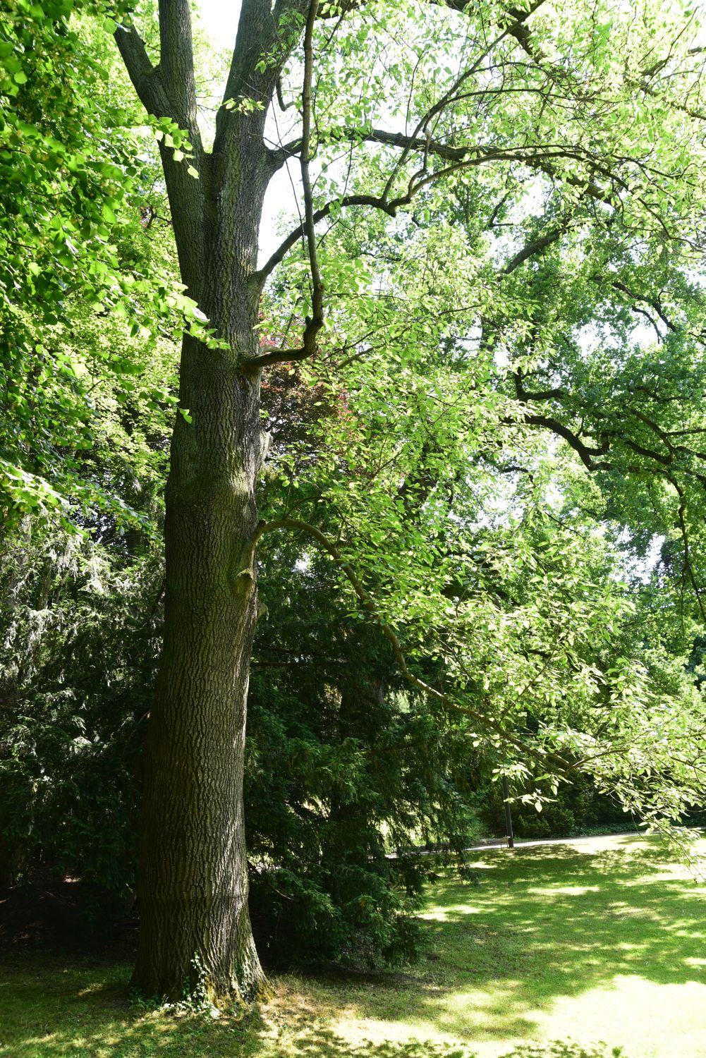 Einblatt-Esche - Frankfurt, Palmengarten - 2015