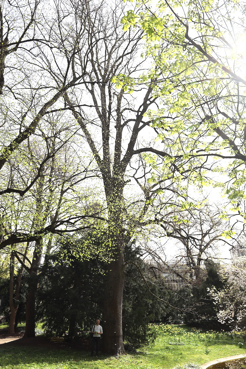 Fraxinus angustifolia 'Diversifolia' - Palmengarten Frankfurt am Main - 2022