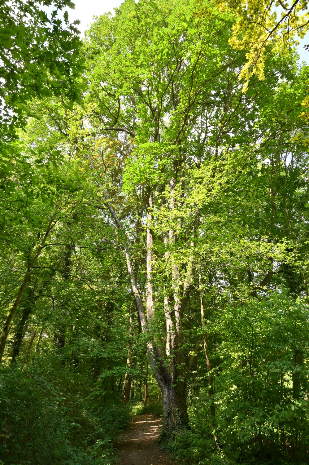 Quercus macranthera - Cösitz - 2020