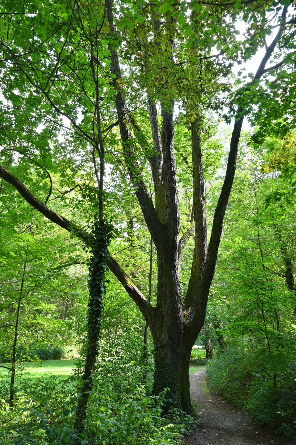 Quercus macranthera - Cösitz - 2020