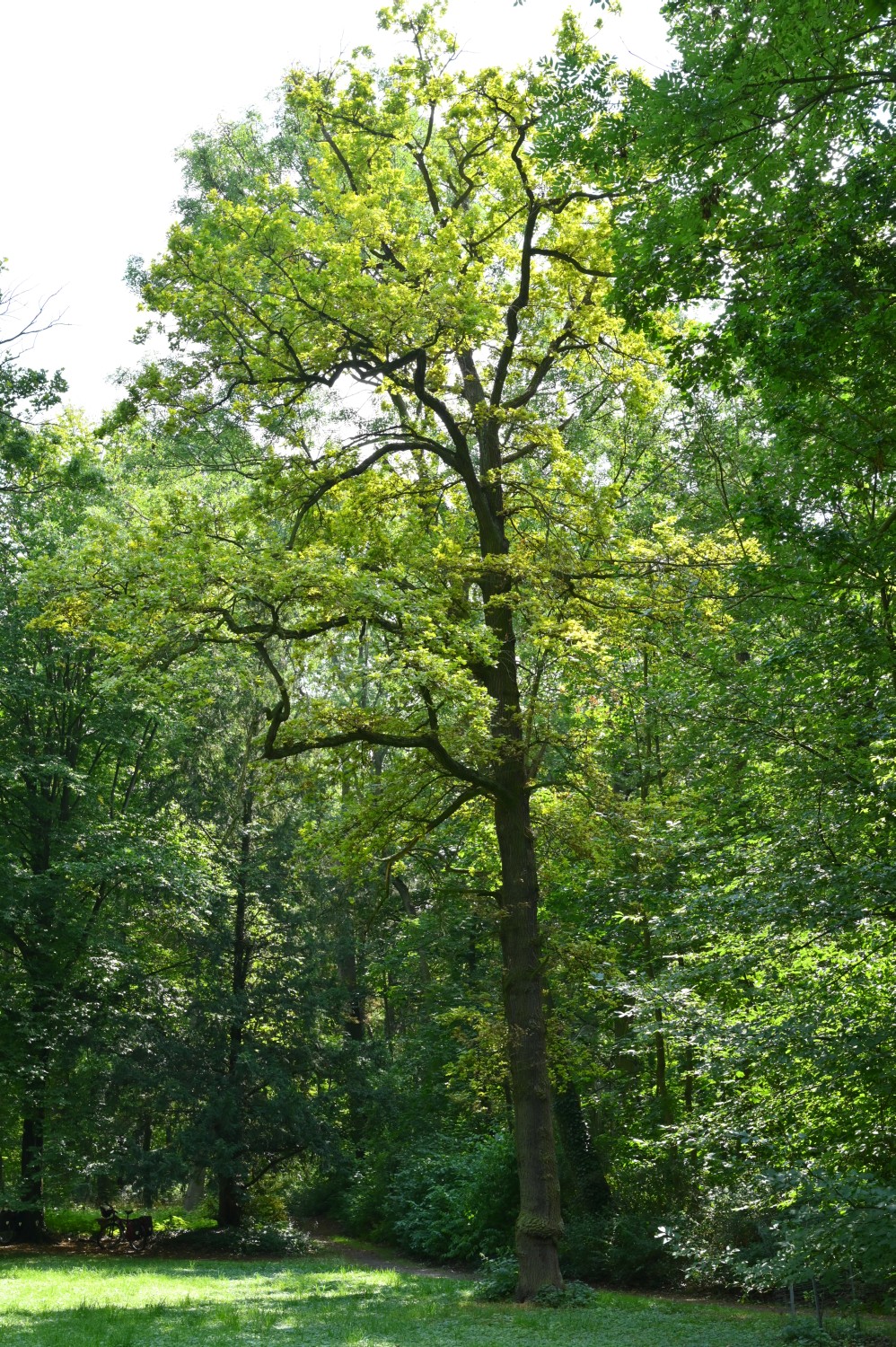'Concordia' Quercus robur
