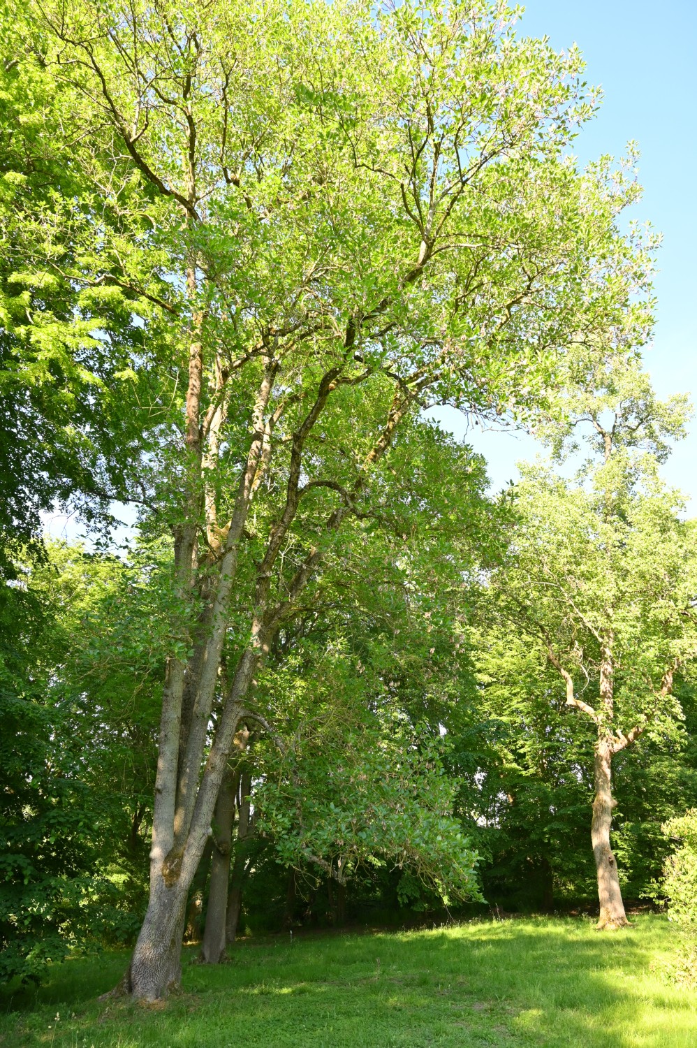 'Diversifolia' excelsior Fraxinus
