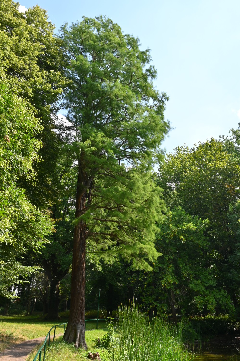 distichum Taxodium var. imbricarium