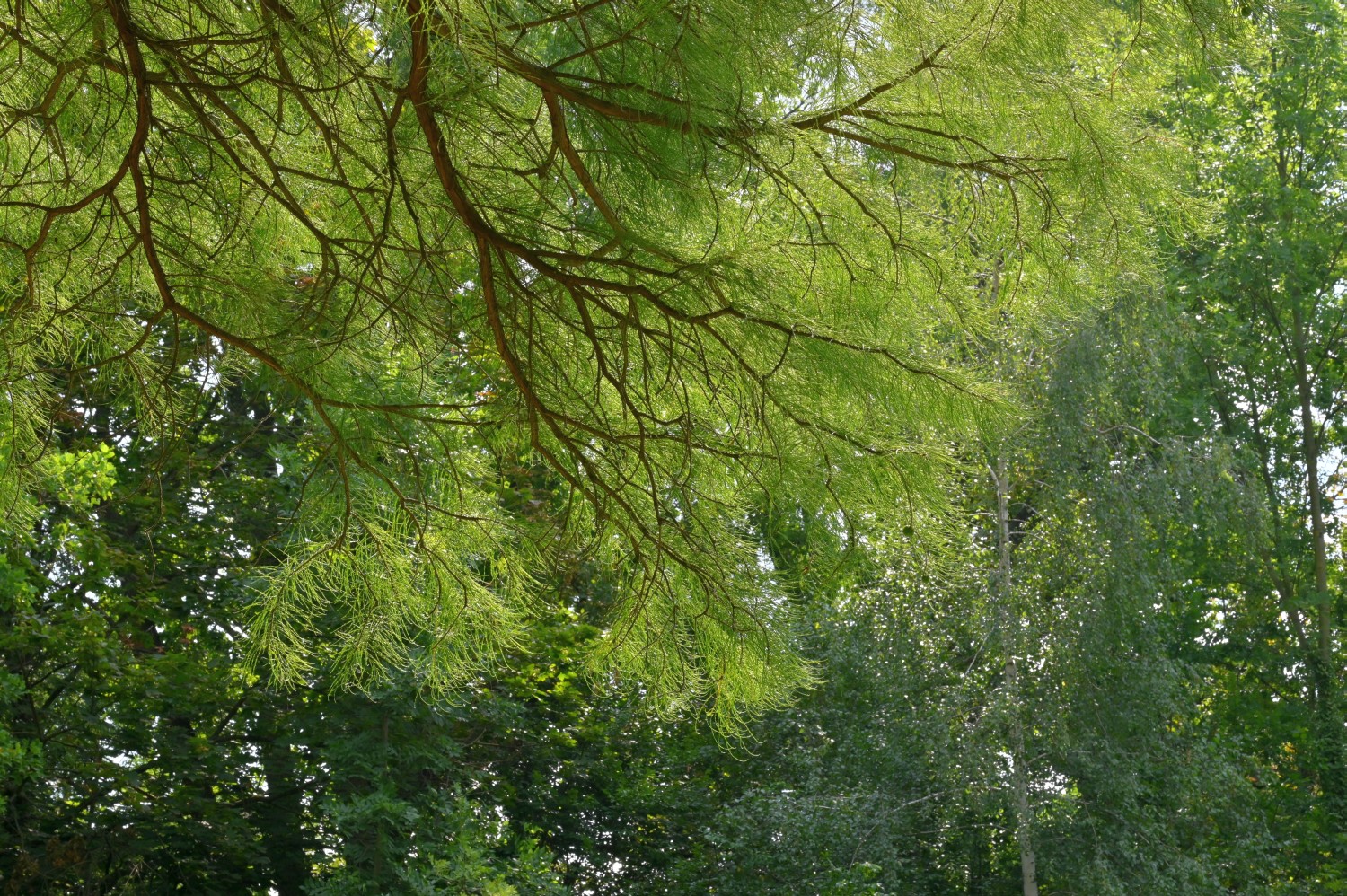 Taxodium distichum var. imbricarium - Cösitz - 2020