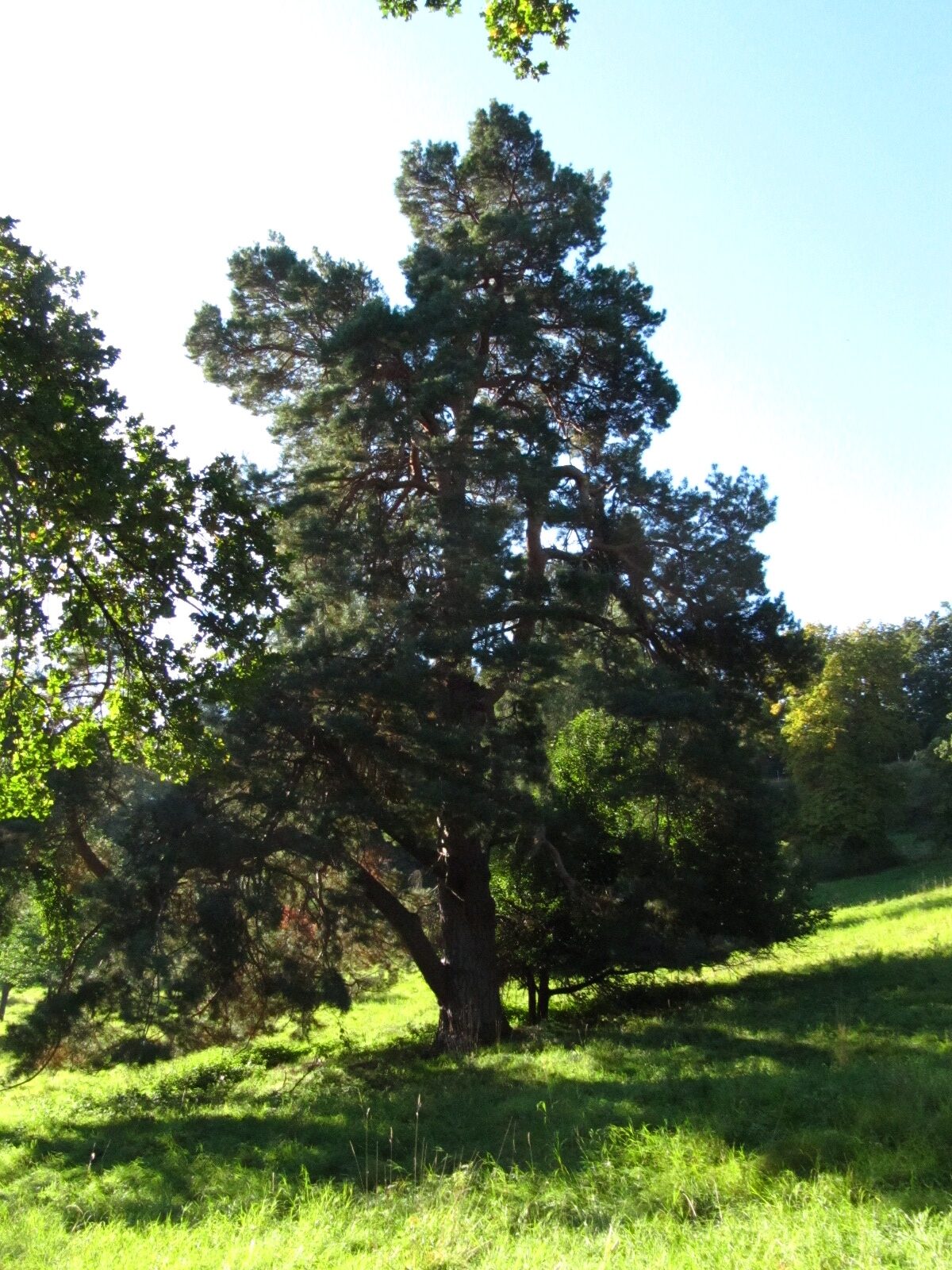 Pinus sylvestris