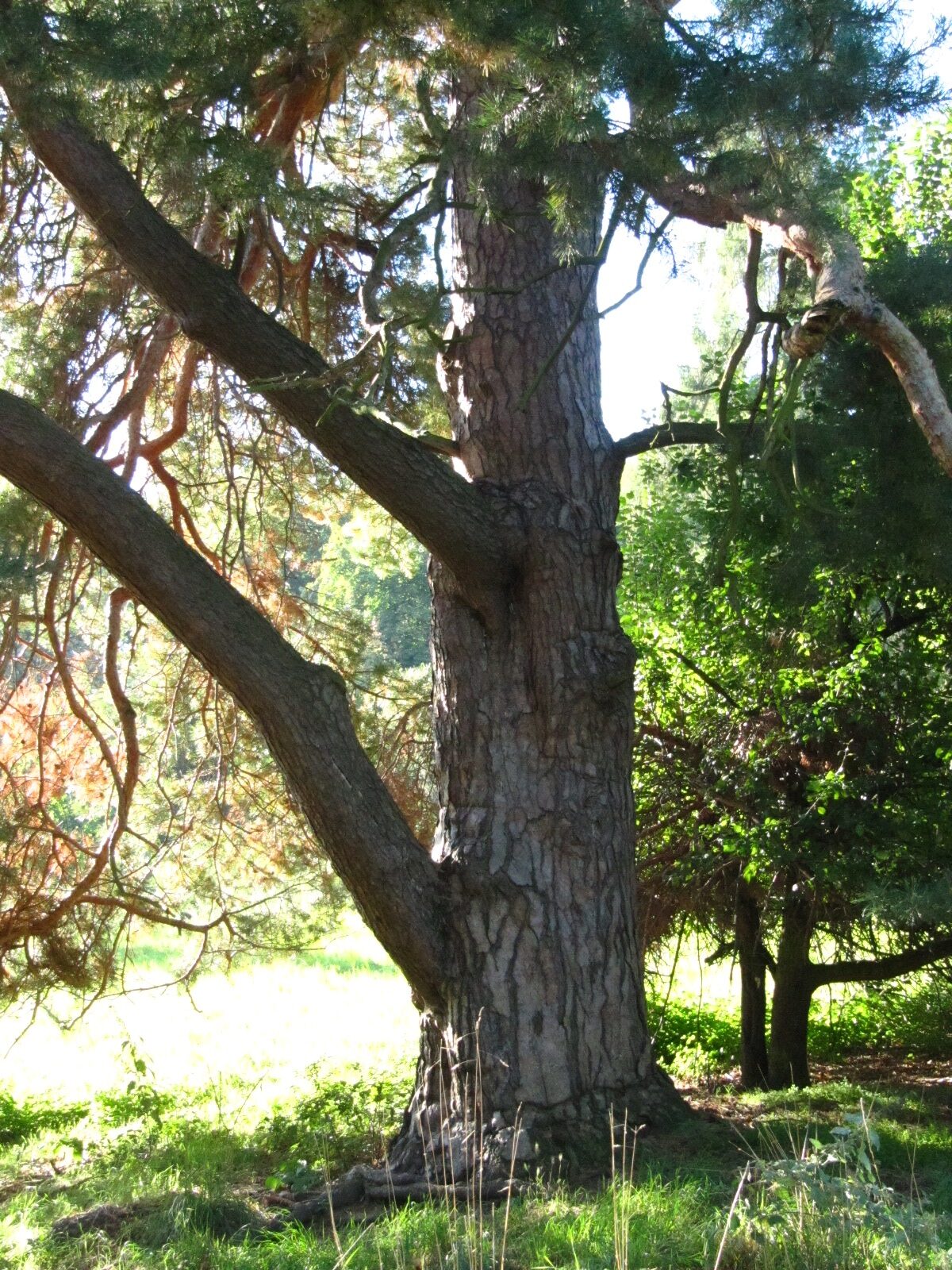 Pinus sylvestris - Blankenburg - Sept. 2024