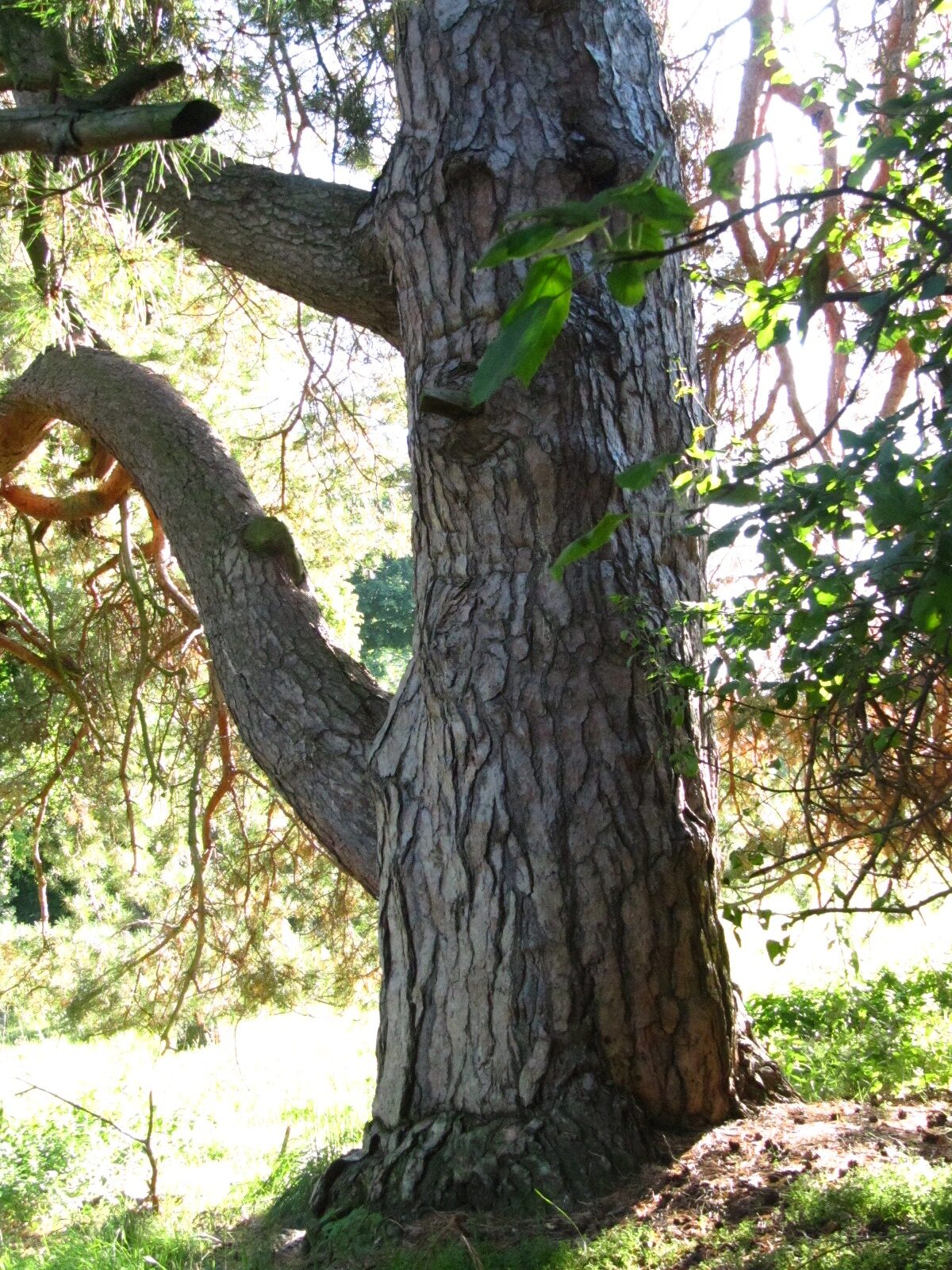 Pinus sylvestris - Blankenburg - Sept. 2024