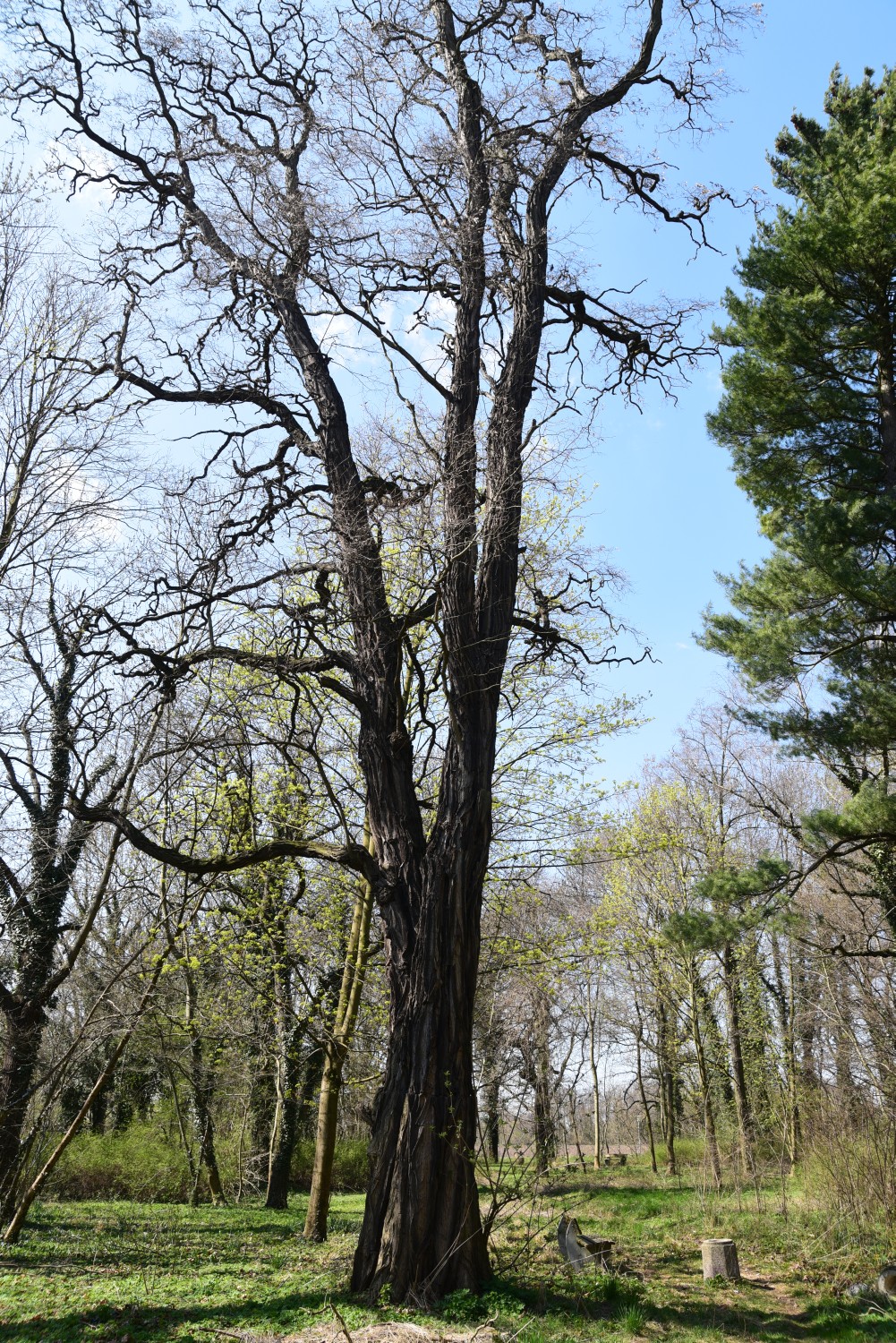 Robinia pseudoacacia 'Tortuosa' - Löberitz - 2015