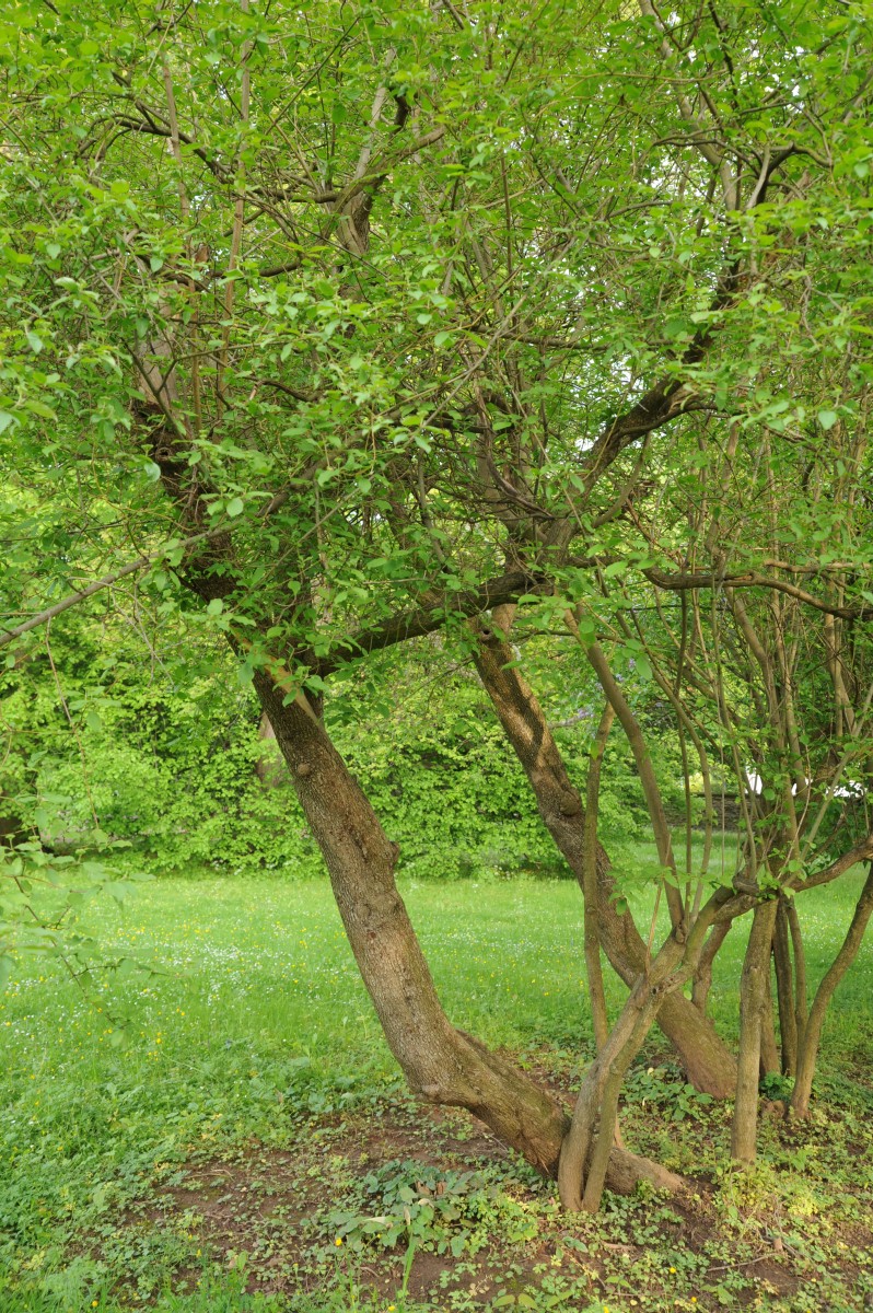 Cornus sanguinea