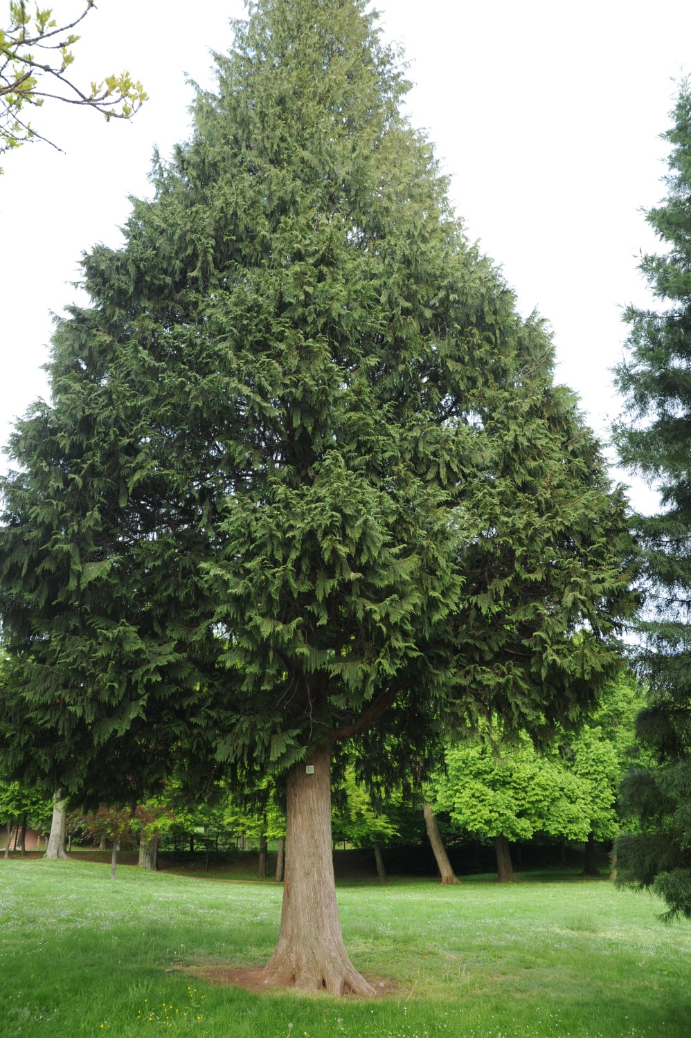 Cupressus nootkatensis