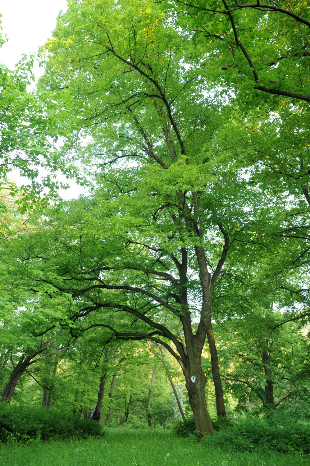 'Laciniata' platyphyllos Tilia