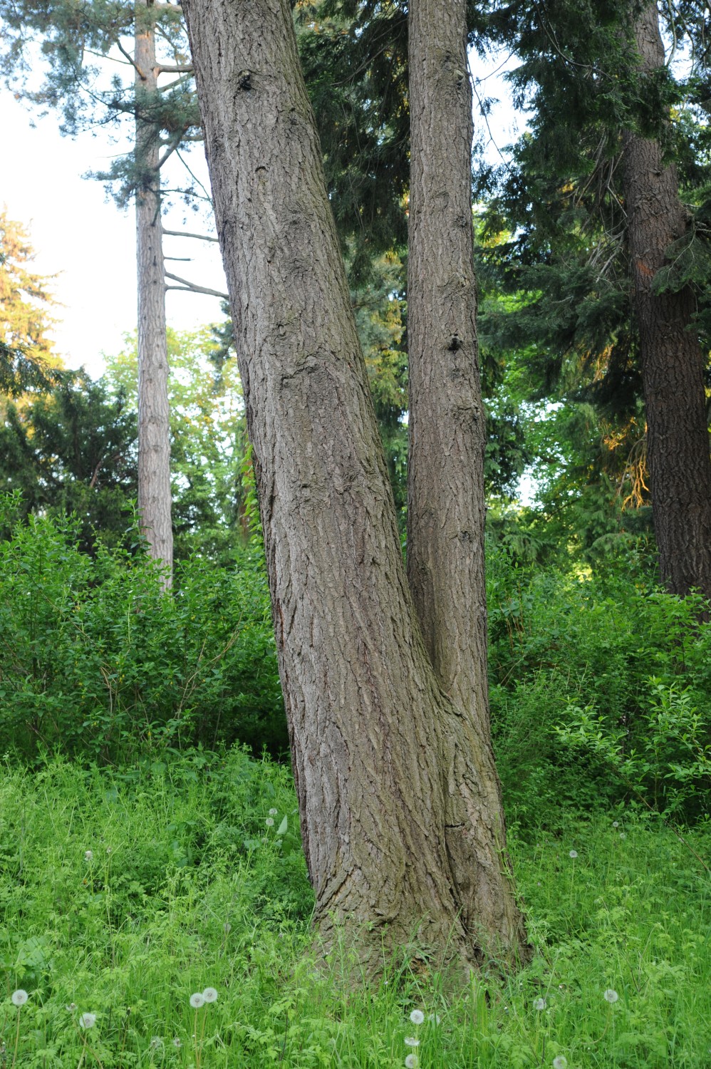 canadensis Tsuga