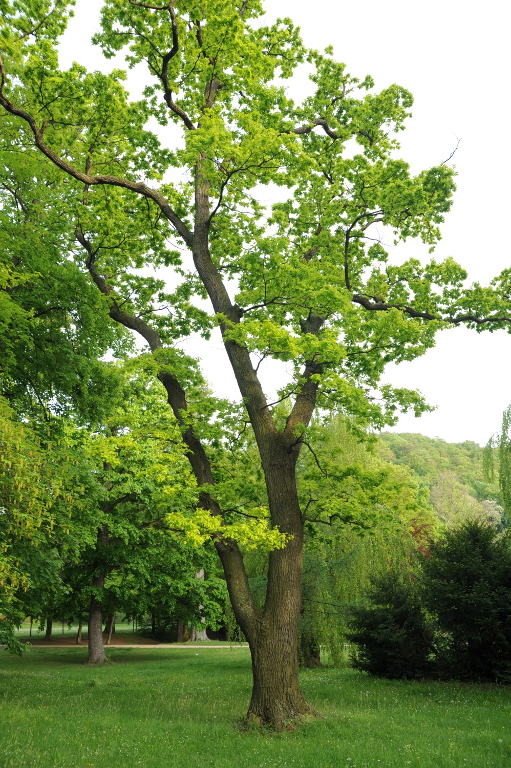 'Concordia' Quercus robur
