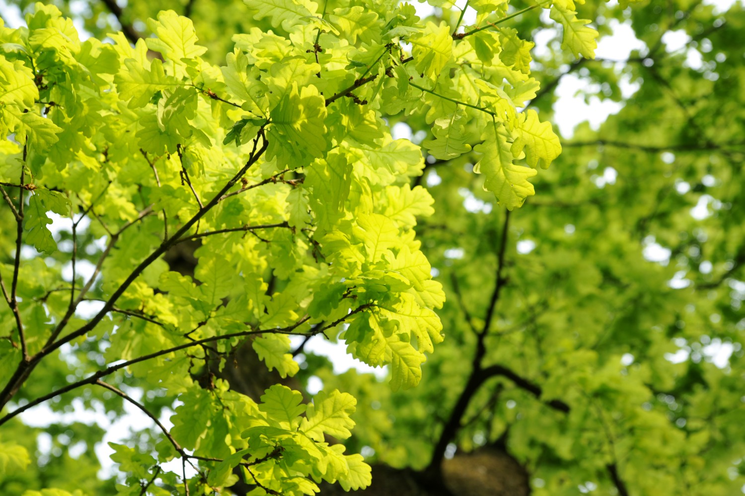 Quercus robur 'Concordia' - Wernigerode Lustgarten - 2014