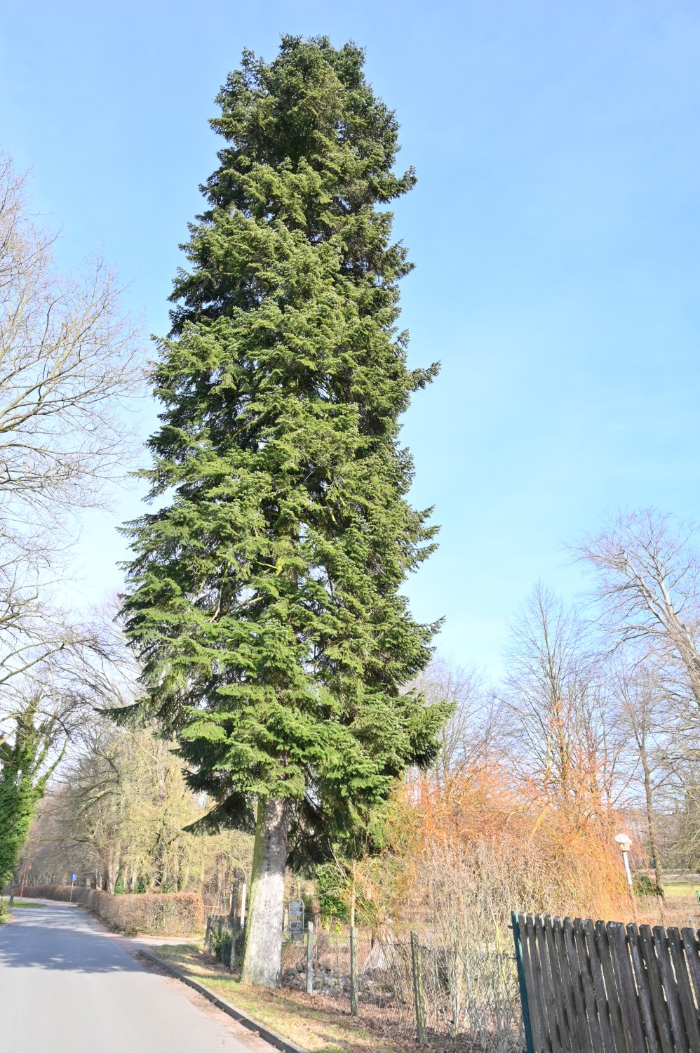 Abies nordmanniana - Wiesenburg - 2022