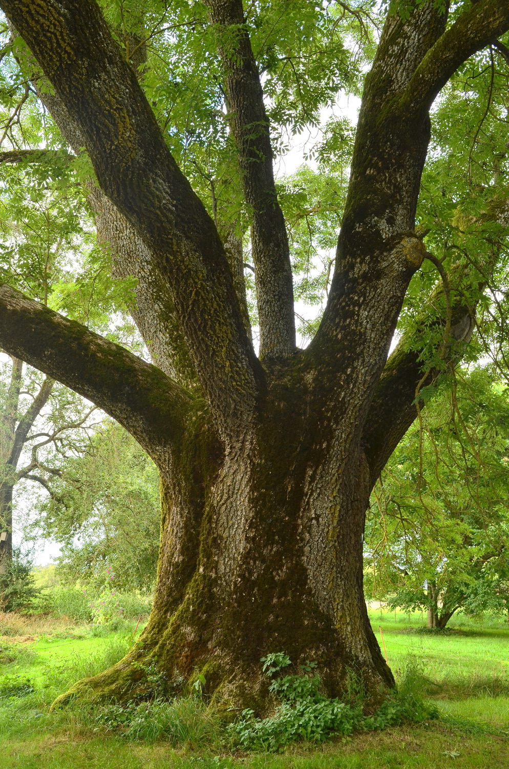 Fraxinus excelsior - Boll - 2021