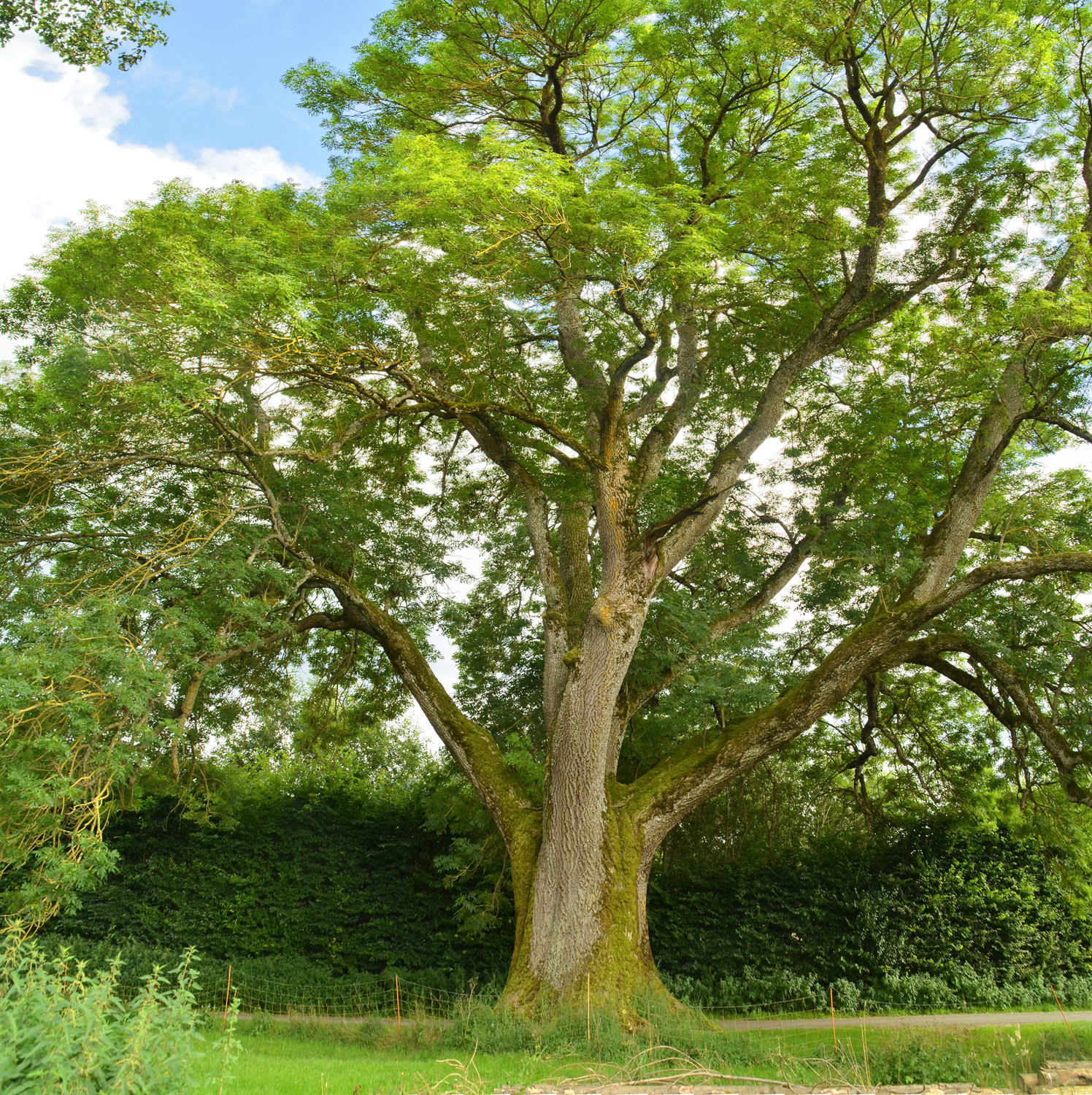 Fraxinus excelsior - Boll - 2021