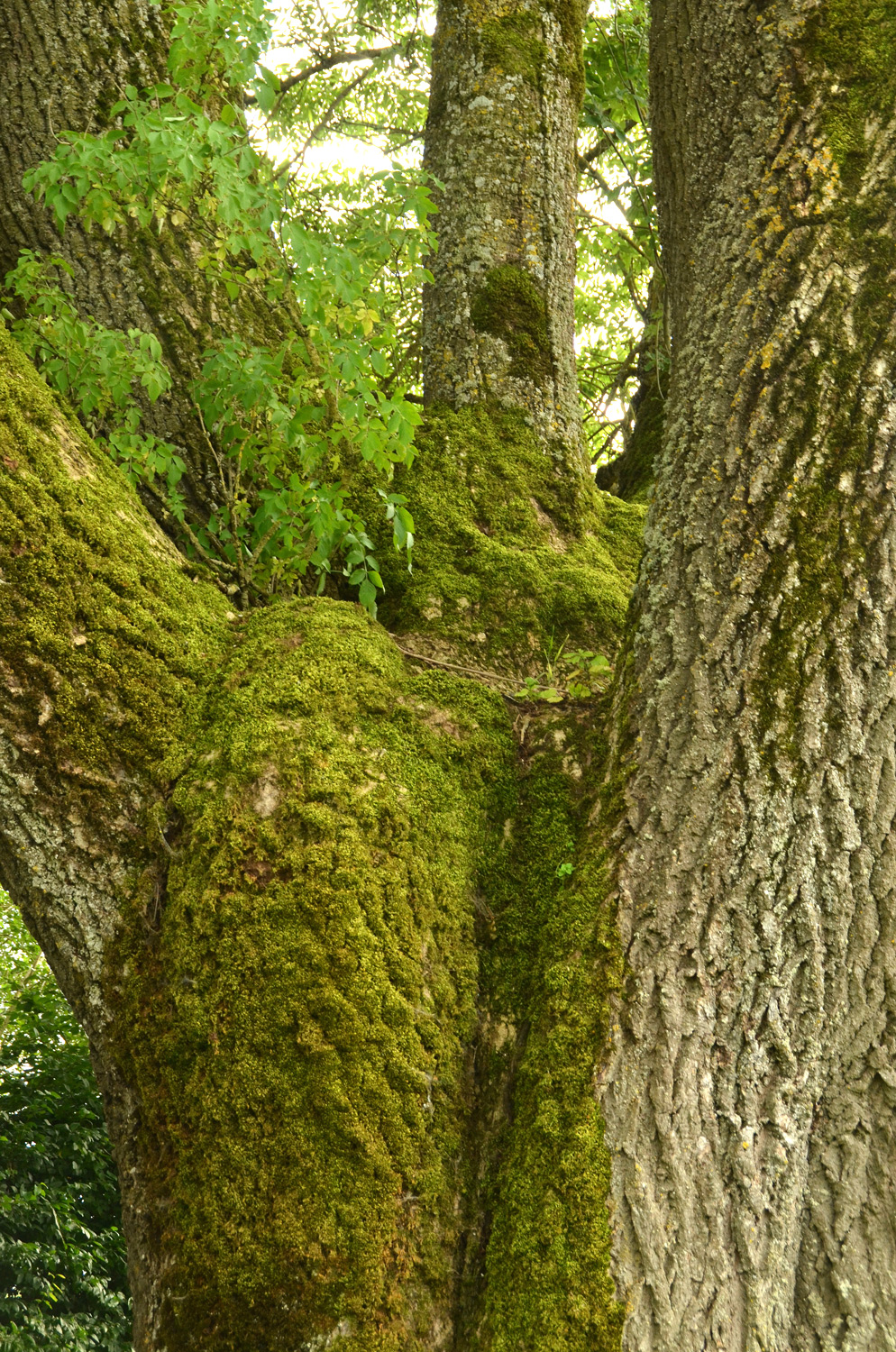 Fraxinus excelsior - Boll - 2021