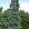 6231
