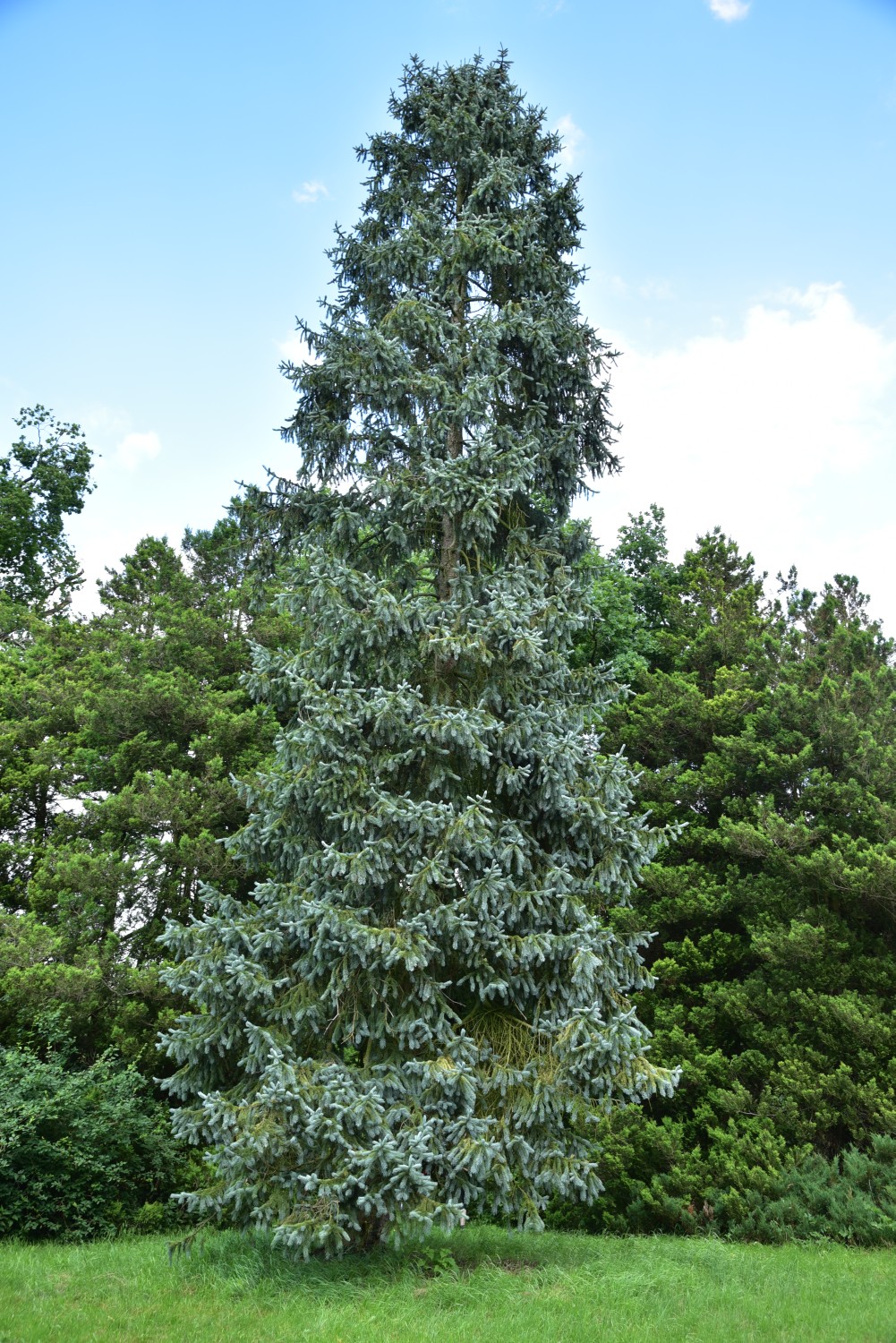 engelmannii Picea subsp. engelmannii