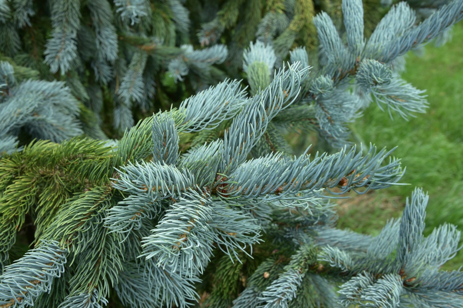 Picea engelmannii - Wiesenburg - 2022