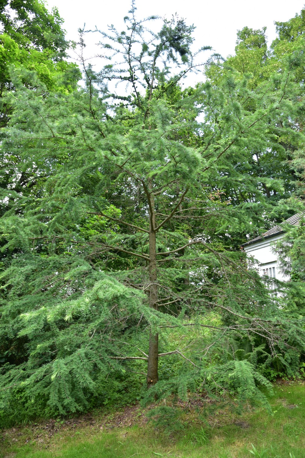 amabilis Pseudolarix