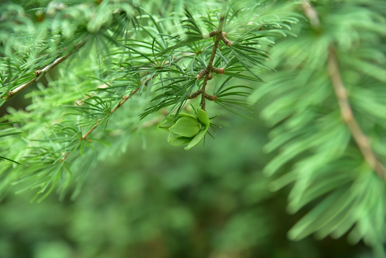 Pseudolarix amabilis - Wiesenburg - 2016