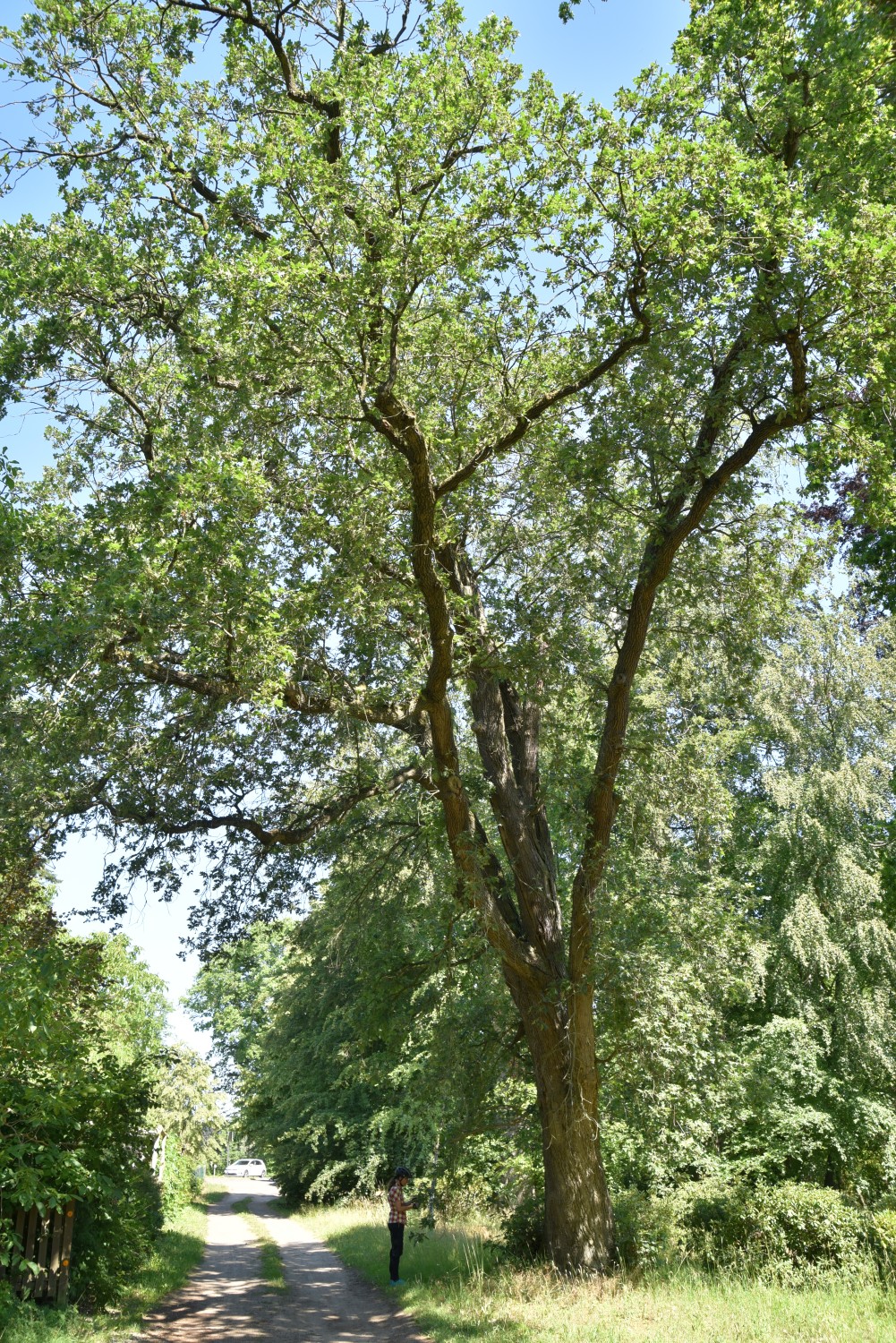 pyrenaica Quercus