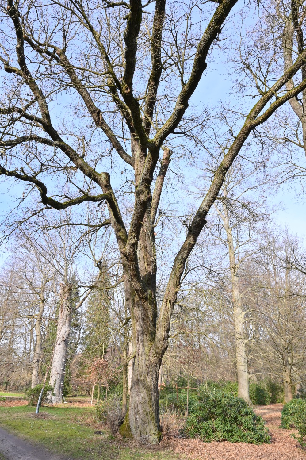 Quercus pyrenaica - Wiesenburg - Febr. 2022