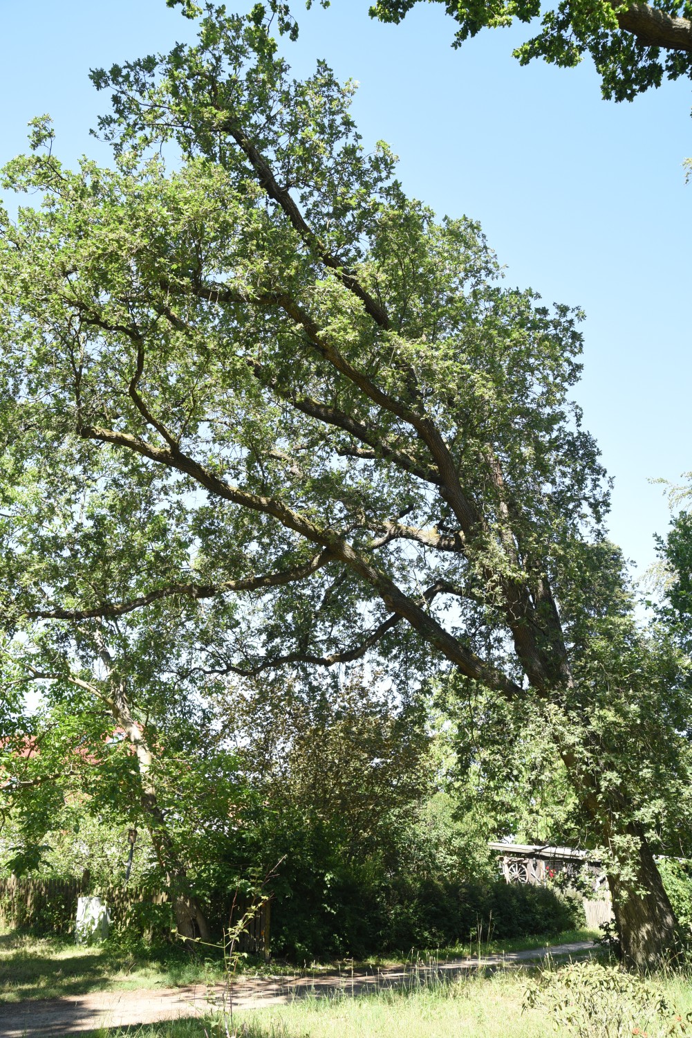 Quercus pyrenaica - Wiesenburg - Juni 2019