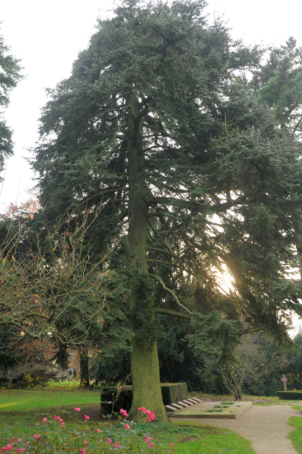 Abies cephalonica