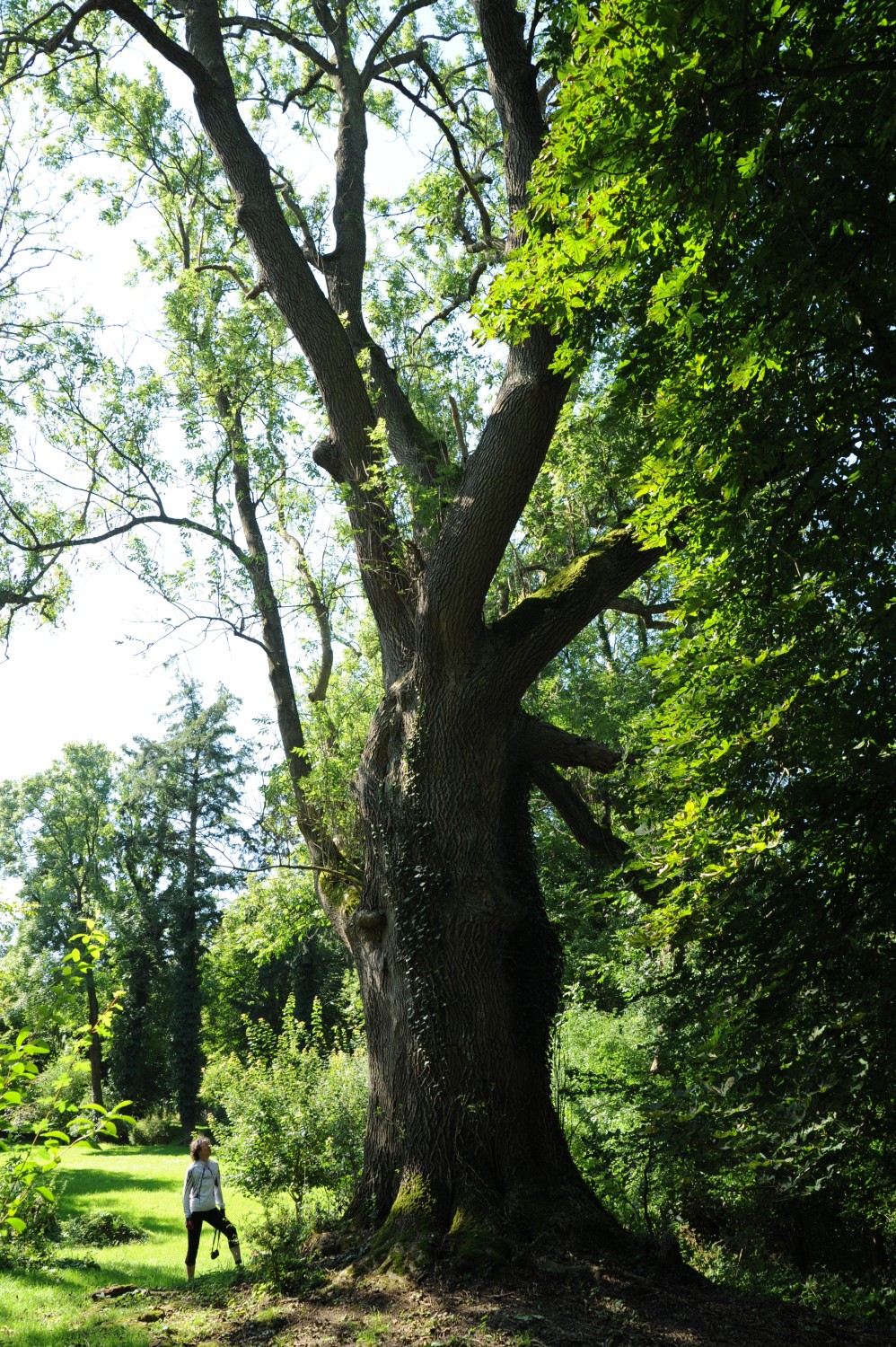 Fraxinus excelsior - Gerdshagen - 2011
