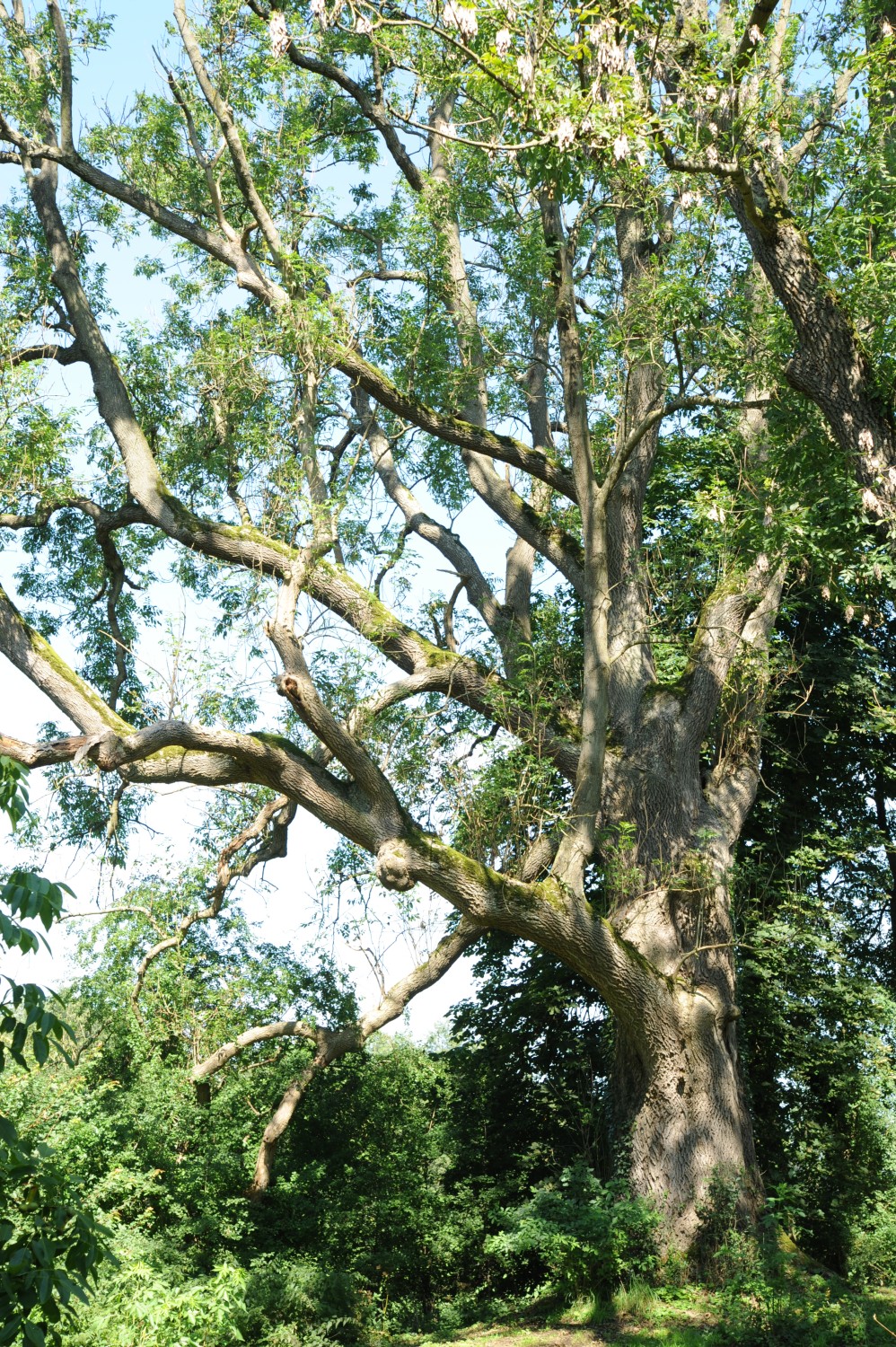 Fraxinus excelsior - Gerdshagen - 2011